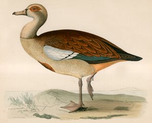 Nilgans